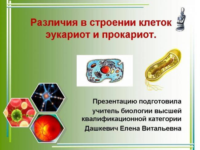 Эти уникальные одноклеточные бактерии