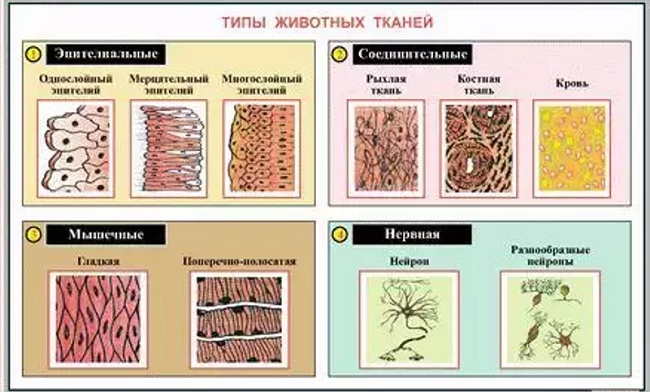 Соединительная ткань: функции, строение, клетки и виды соединительной ткани.