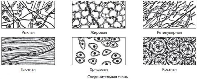 Соединительная ткань — большая медицинская энциклопедия