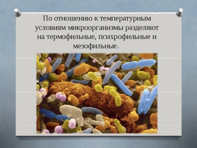 Какие существуют семейства различных бактерий