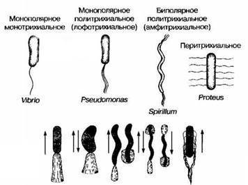 Патогенные или болезнетворные микроорганизмы – причина инфекционных заболеваний