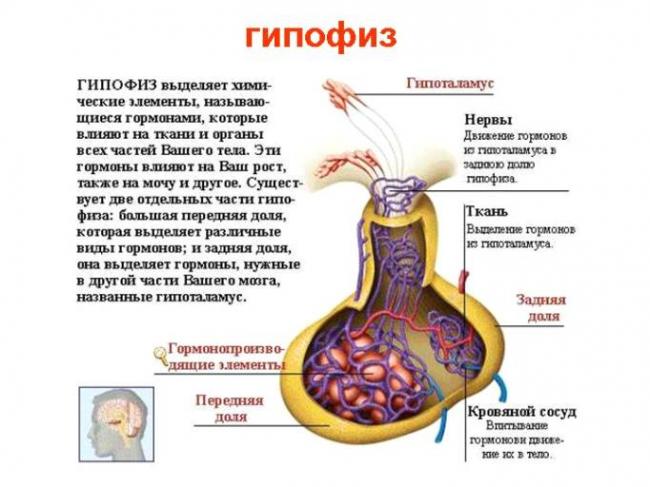 Аденогипофиз википедия