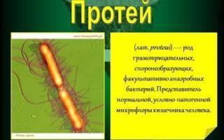 Протей бактерия: симптомы заражения у ребенка и лечение