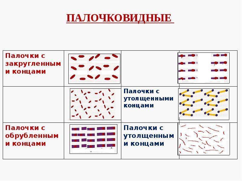 Эти уникальные одноклеточные бактерии