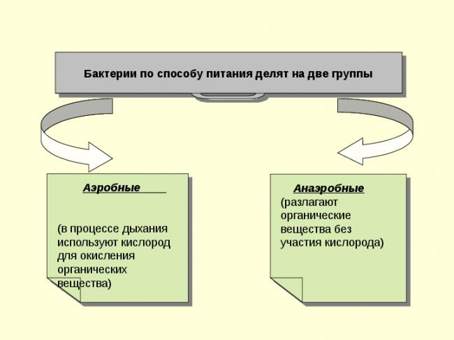 Какие группы бактерий по способу питания могут быть и в чем их различия