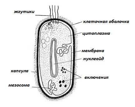 Биология и медицина