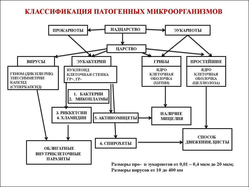 Бактерии – это одноклеточные организмы