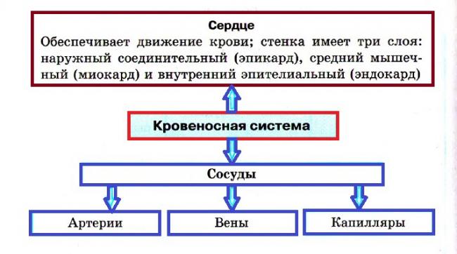 Что это – кровяное давление?