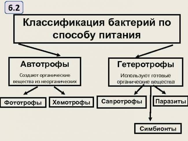 Способы питания удивительных бактерий