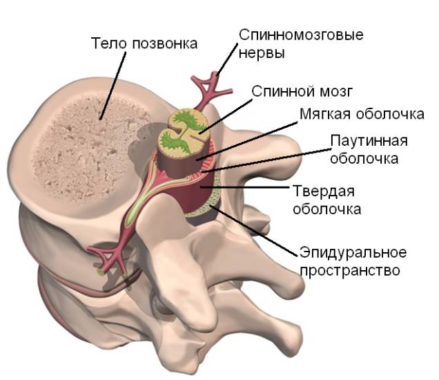 Дуральный мешок позвоночника