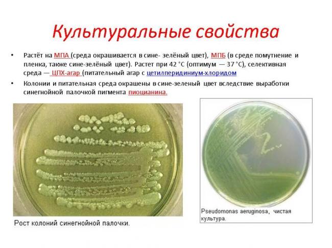 Синегнойная палочка, инфекция: возбудитель, симптомы и лечение