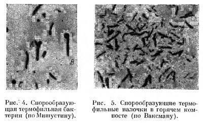 «субтильная» сенная бацилла – палочка bacillus subtilis