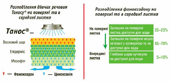 Преимущества и недостатки фунгицида Фалькон, как правильно использовать