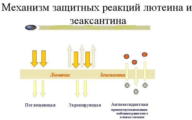 Тауфон табс лютеин. инструкция по применению, цена, отзывы