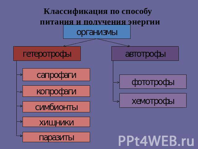 Откуда берется энергия нитрифицирующих бактерий?