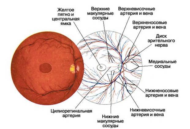 Изменение полей зрения