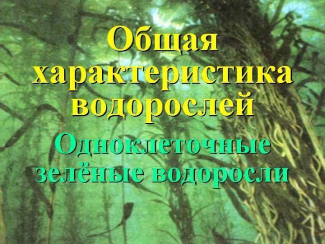 Почему бактерии относят к примитивной форме жизни и чем они отличаются от растений других организмов?
