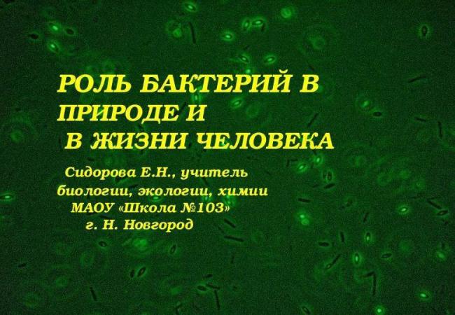 Бактерии и их роль в природе и круговороте веществ
