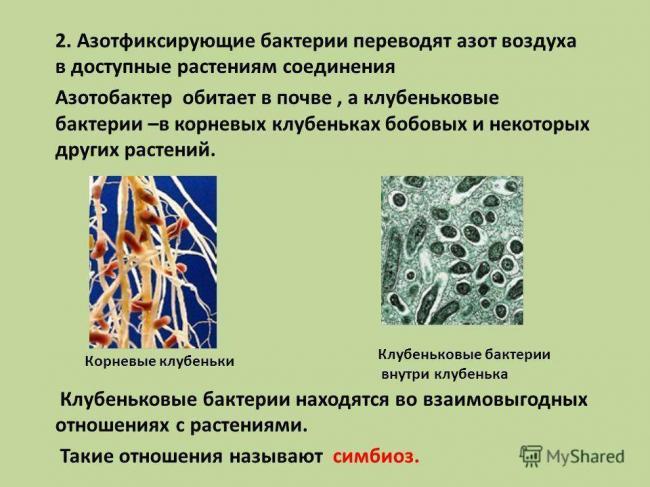 Классификация организмов. вирусы. бактерии. грибы. лишайники.