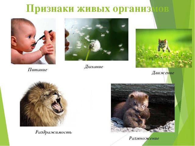 Анаэробные организмы