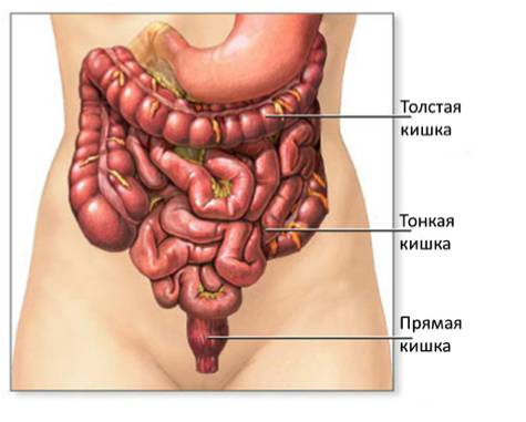 Роль бактерий в жизни человека