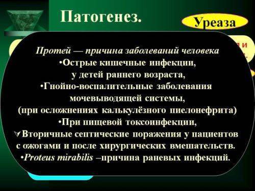 Proteus mirabilis (протей мирабилис). что это в моче, мазке, кале, лечение
