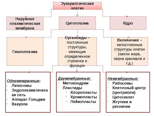 Разнообразие форм и механизмов движения бактерий