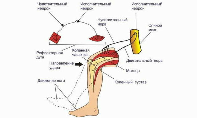Атаксия фридрейха — причины, симптомы и лечение