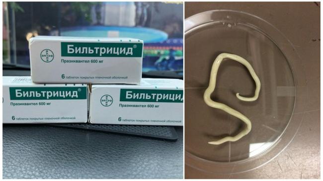 Мнение паразитологов о препарате бильтрицид