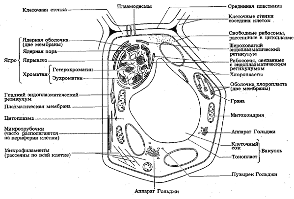 Определяющее значение ворсинок-фимбрий