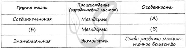 Соединительная ткань: функции, строение, клетки и виды соединительной ткани.