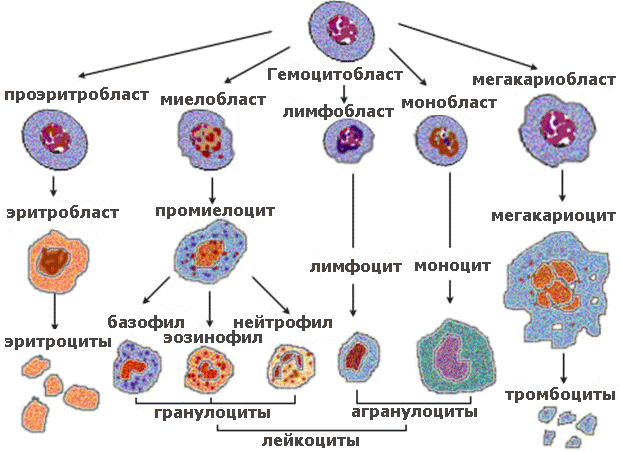 Лимфоцитоз и повышенные лимфоциты в крови: определение и причины