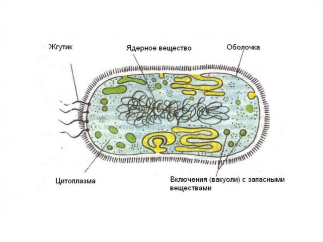 Основные этапы жизнедеятельности метанообразующих бактерий