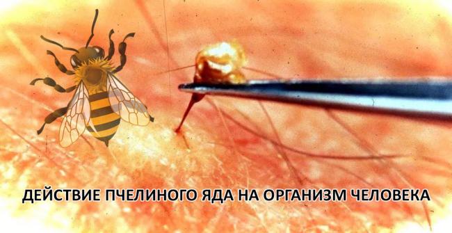 Пчелиный яд