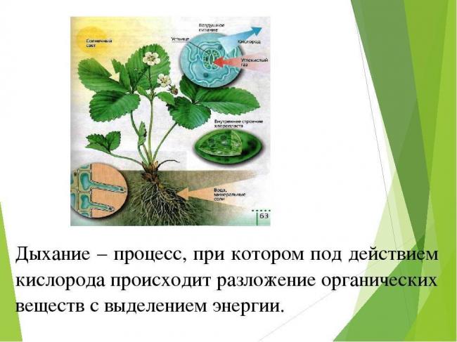 Аэробы примеры бактерий. что такое анаэробы и их классификация