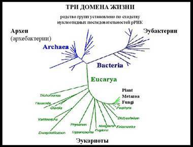 Как питаются и дышат бактерии? зачем бактериям ферменты и пигменты?