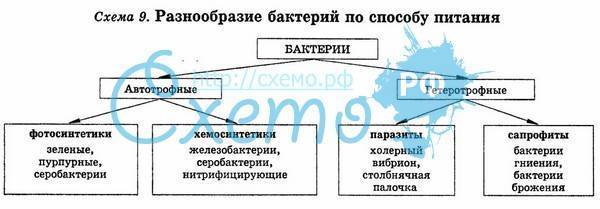 В чем сходство и отличие питания бактерий и одноклеточных грибов