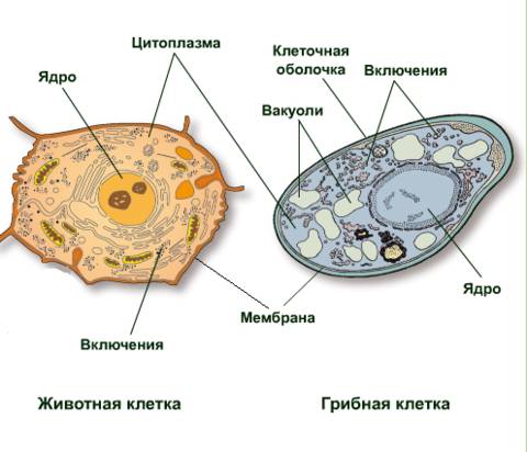 Сходства и различия в строении клеток растений, животных, грибов