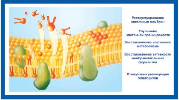 Эссенциальные фосфолипиды essential phospholipides