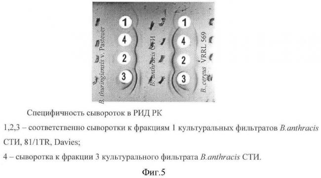 Bacillus thuringiensis характеристики, морфология, жизненный цикл