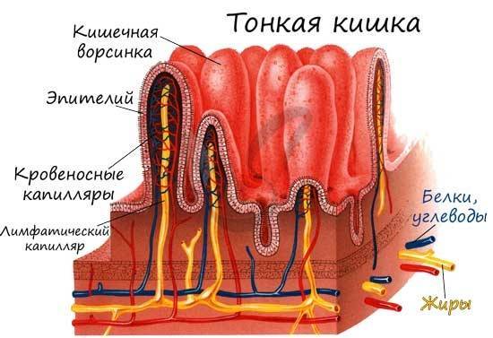 Зачем нужны и как работают бактерии в толстом кишечнике человека