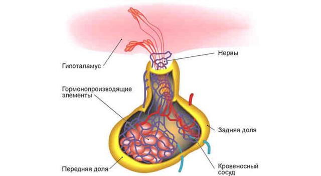 Патофизиология гипофиза