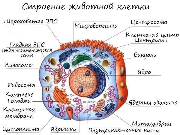 Жгутик — википедия с видео // wiki 2
