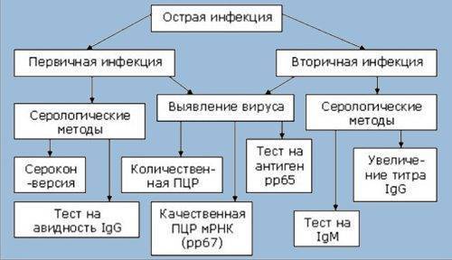 Микоплазма пневмония (mycoplasma pneumoniae): что это, симптомы, лечение