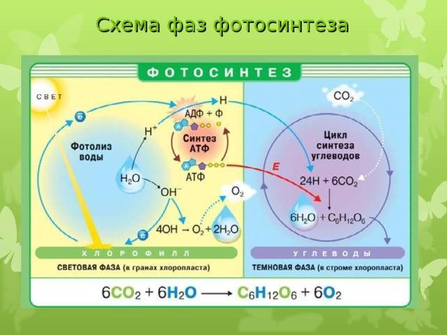 Строение и функция фотосинтеза тилакоидов хлоропластов