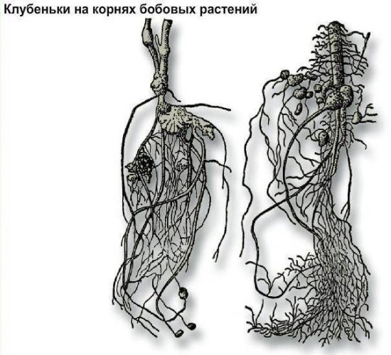 Роль и значение бактерий-сапротрофов в природе