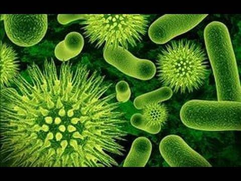 Микробы под микроскопом. фото на руках, во рту, под ногтями. какие бывают, как выглядят, презентация для детей