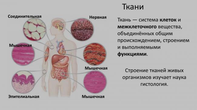Ткани нашего тела: соединительная, эпителиальная, мышечная, нервная ткани