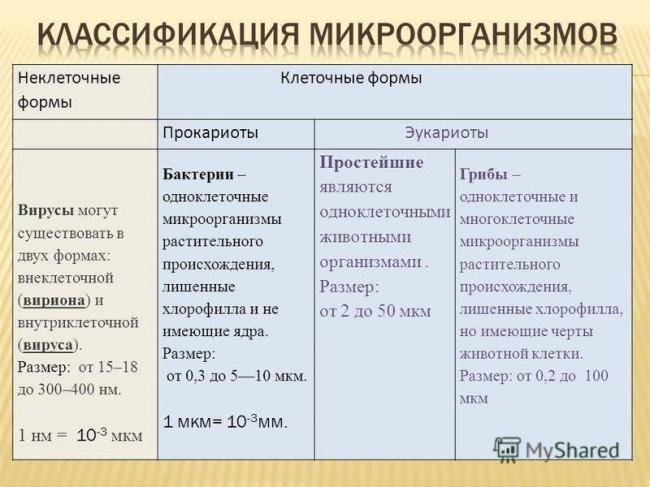 Классификация бактерий | обучонок