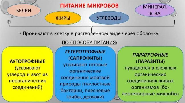 Как и чем питаются различные бактерии